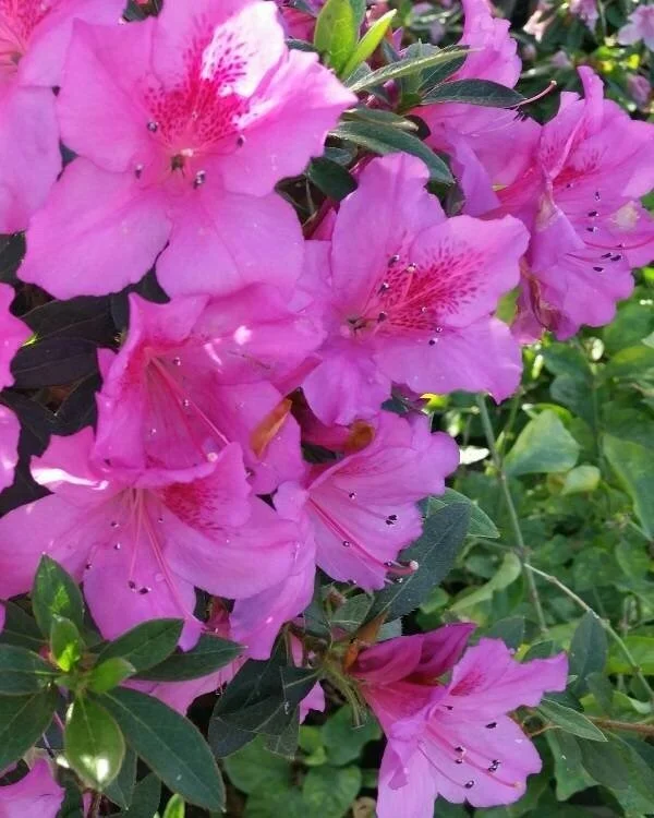 Azalea - Formosa Lavender  Banting's Nursery