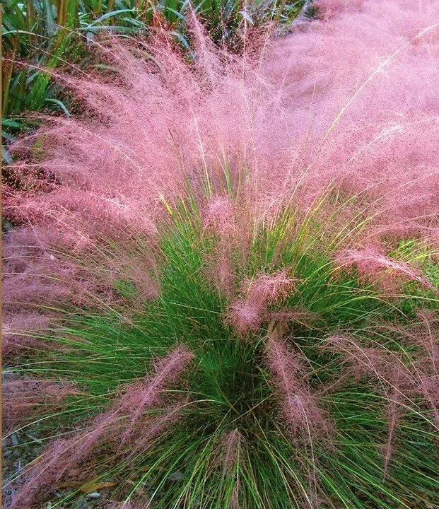 Grass - Pink Muhly — Banting