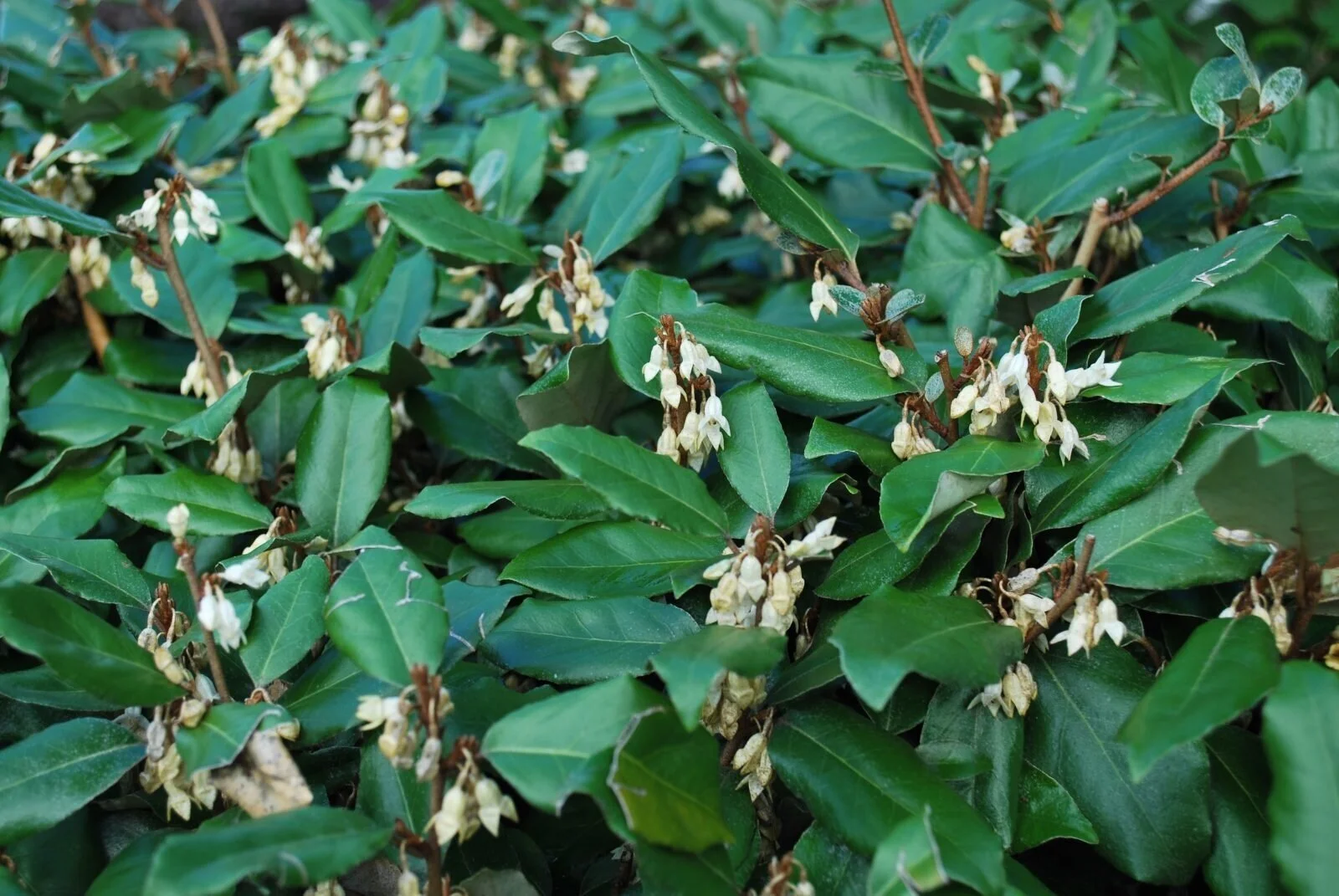 Elaeagnus x Ebbingei  Banting's Nursery