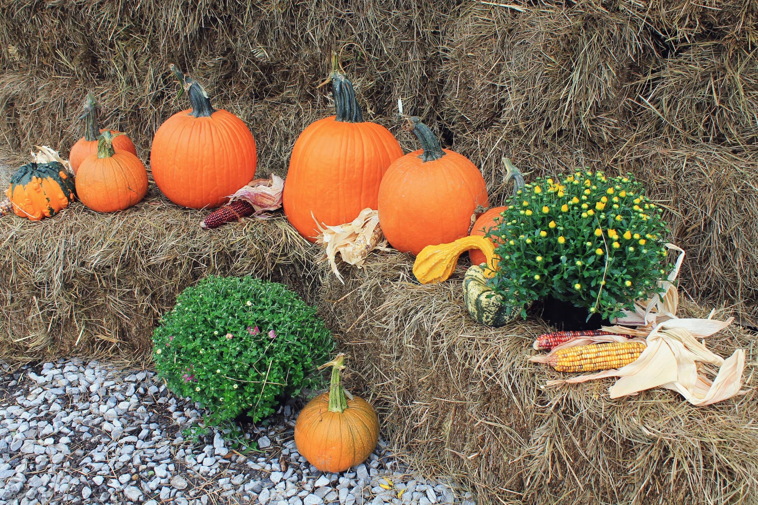 jackolanternpackage2.jpg