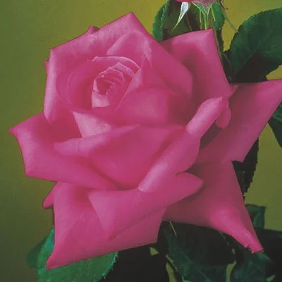 Miss All American Beauty