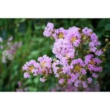 Crape Myrtle Muskogee.jfif