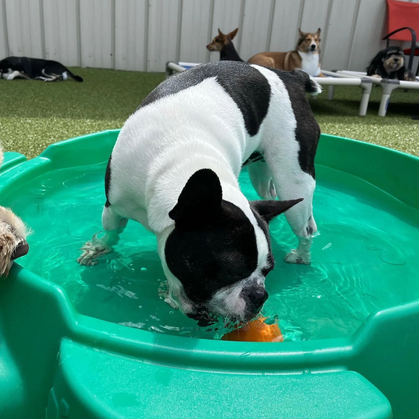 Dog Day Care Norton MA Dog Training Dog Grooming Great Woofs