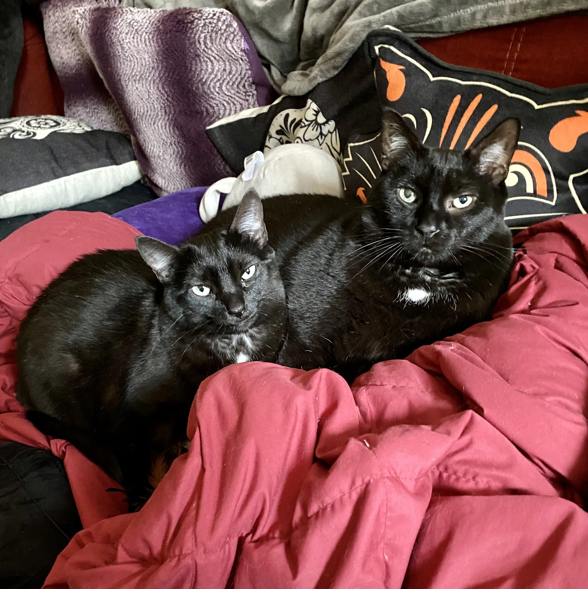 Once A Day Visit Area 2