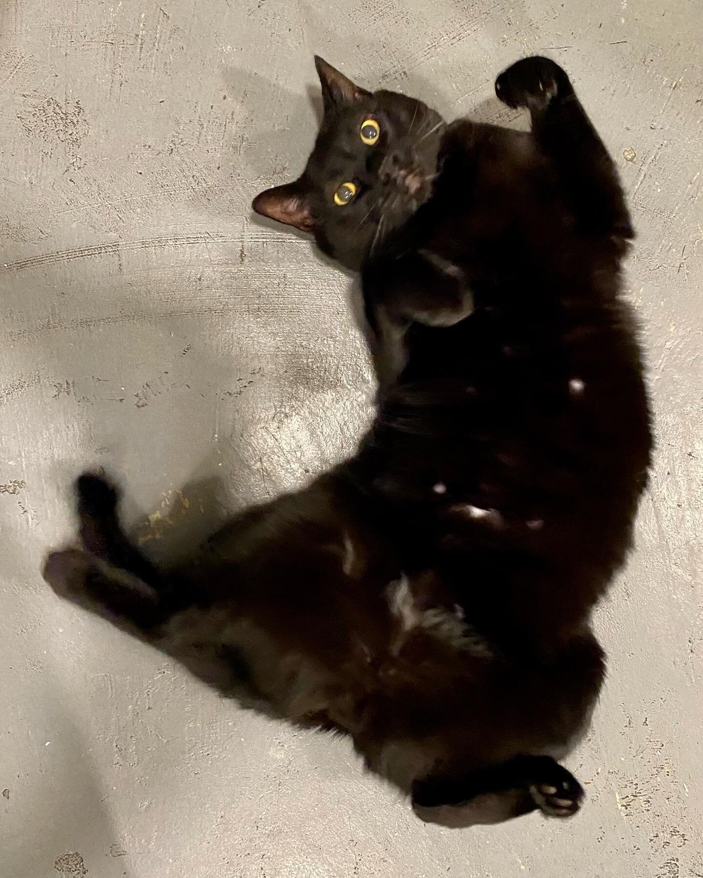 Buster #blackcatsofinstagram #blackcatsrule #petsitter #catlife