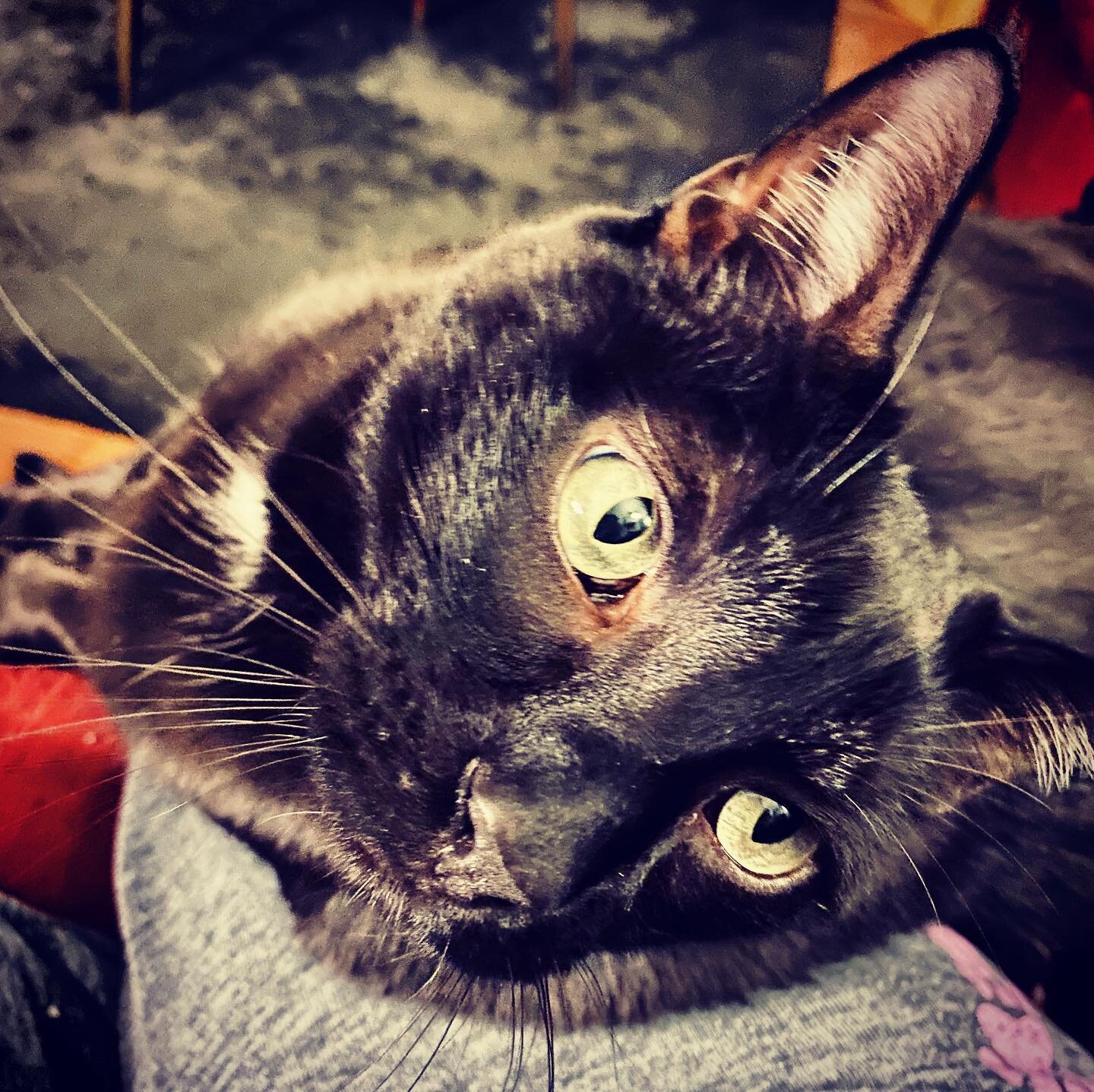 Joey Banana Pants #blackcatsofinstagram #rescuedstreetcat #chonkycat #blackcatsrule #bananapants #adoptdontshop #petsitterspets