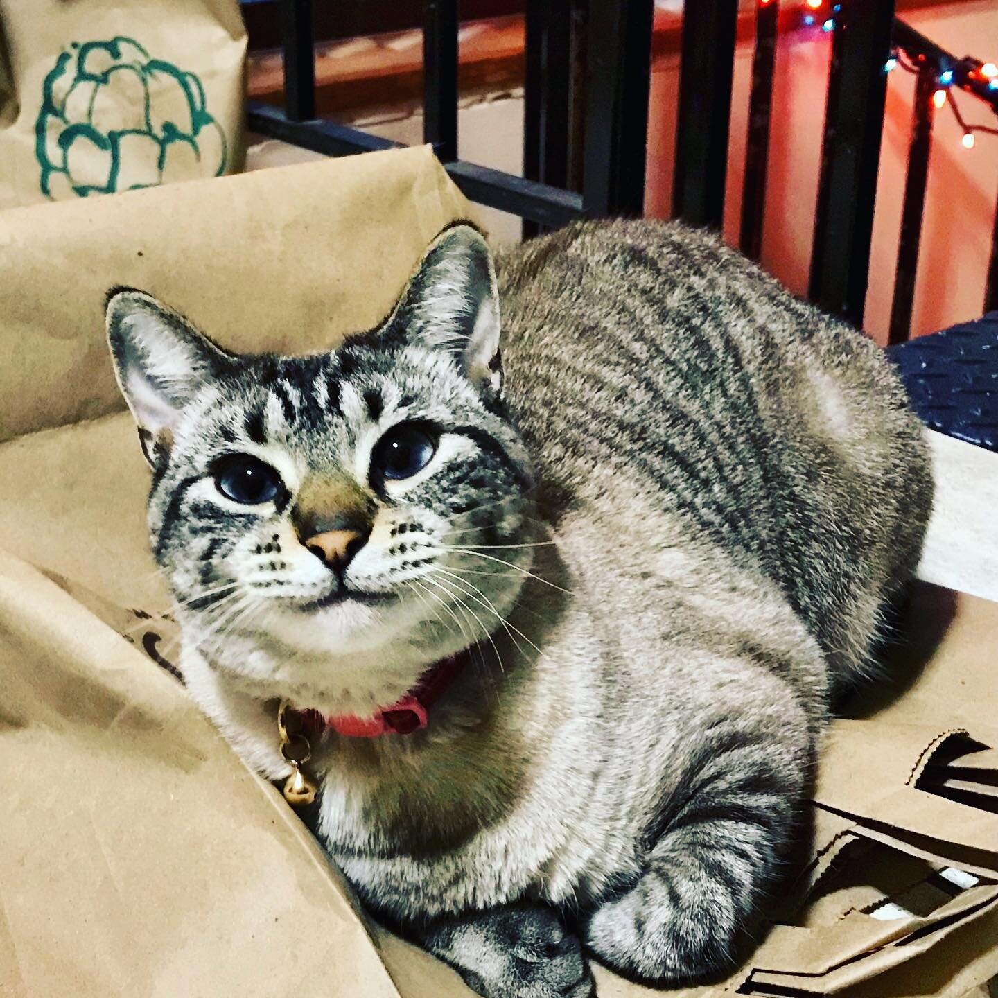 Snails #adoptdontshop #lynxpointcat #catsofinstagram #lovecat #beautifulcats #catsandbags