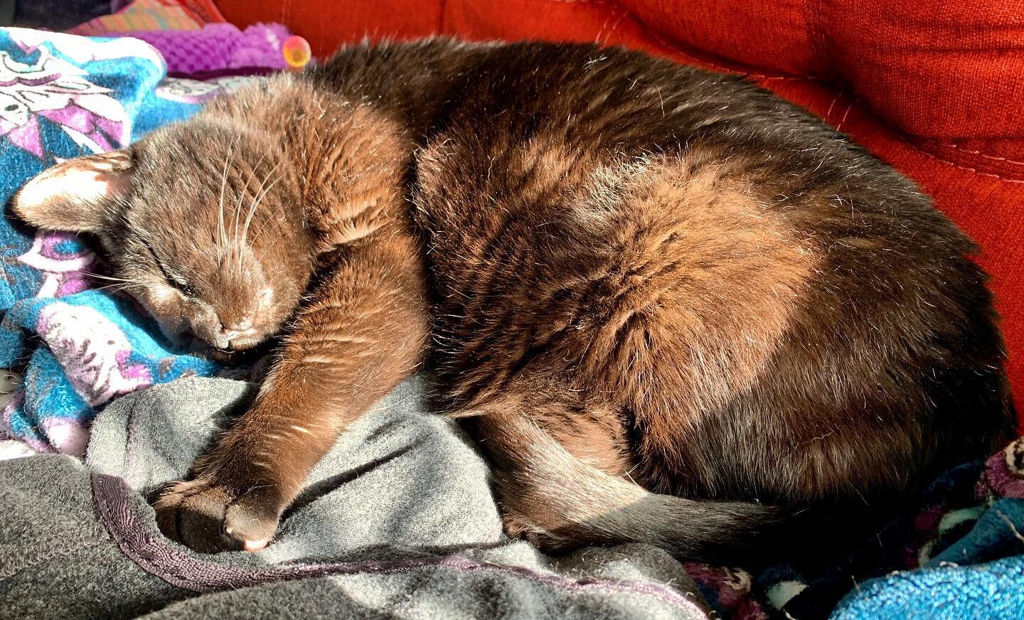 Coalie Bear: I can haz sunbeam! #herecomesthesun #blackcatsofinstagram #rescuecatsofinstagram #vitamind #sunbathingcat #chicagocats
