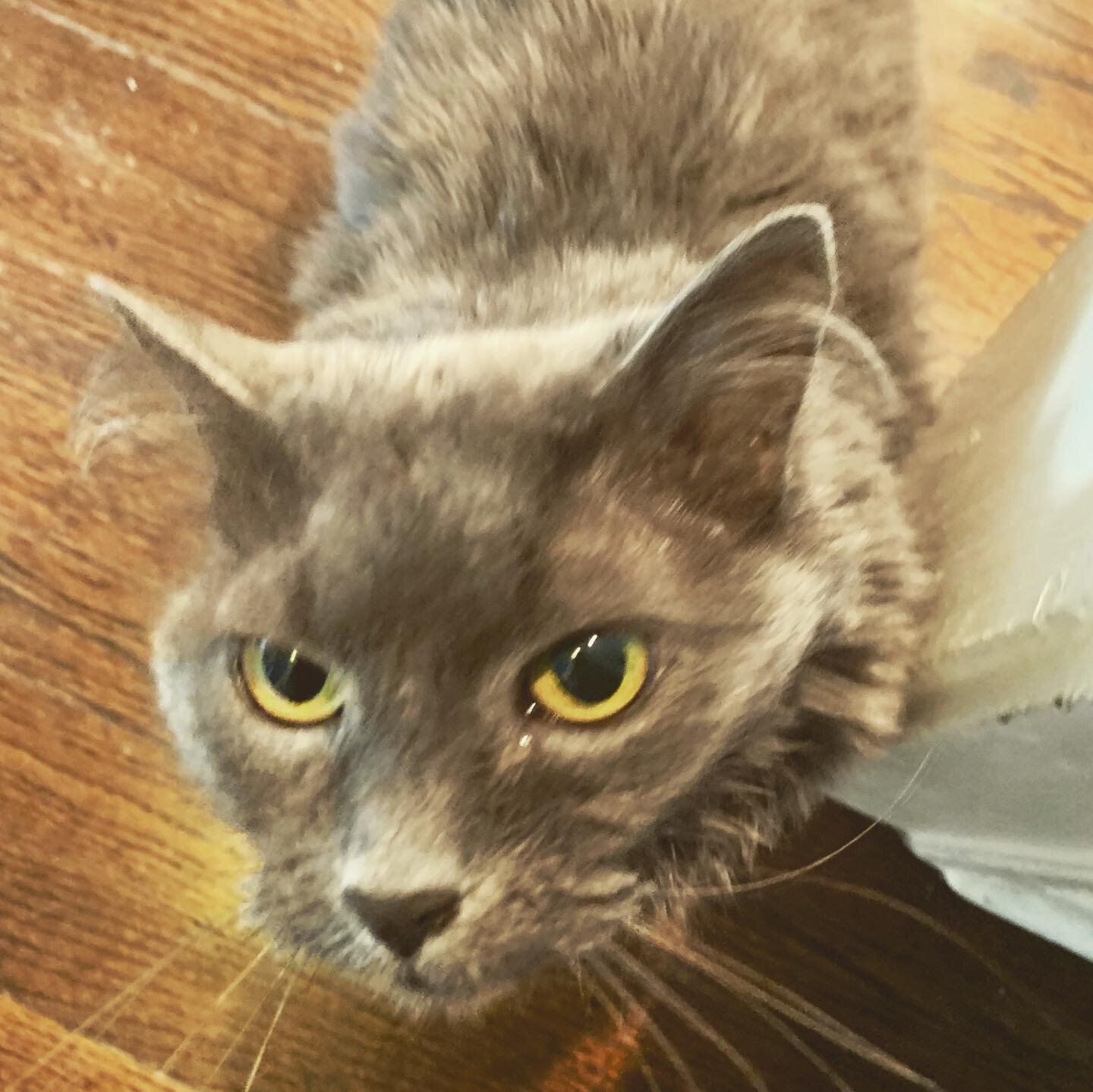 P-Kitty#longhairedcats #greycatsofinstagram #petsitter #chicagocat
