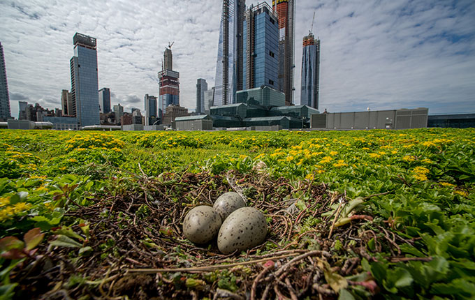 The Jacob K. Javits Center Green Roof