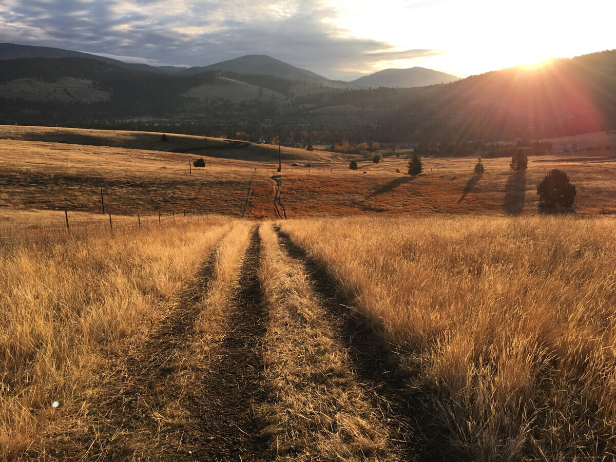 Biomimicry to Create a Regenerative Future