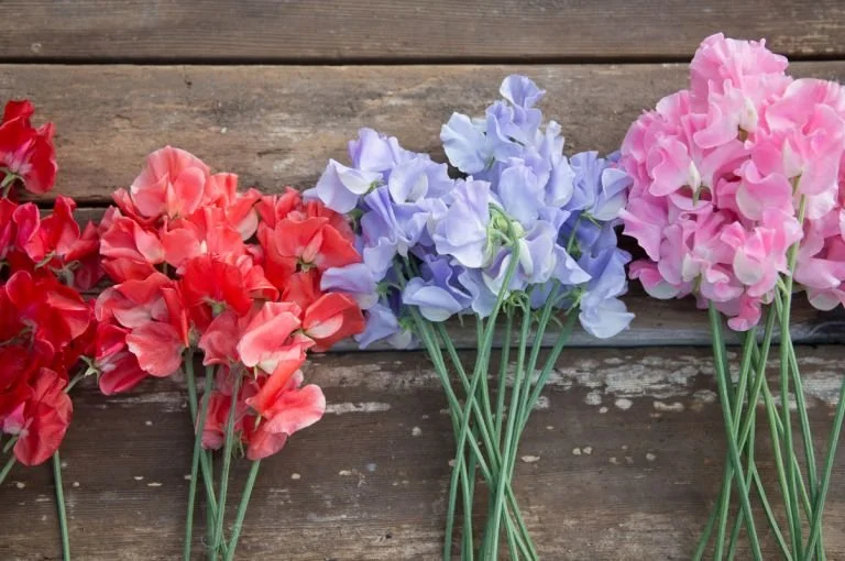 My favorite early spring flowers