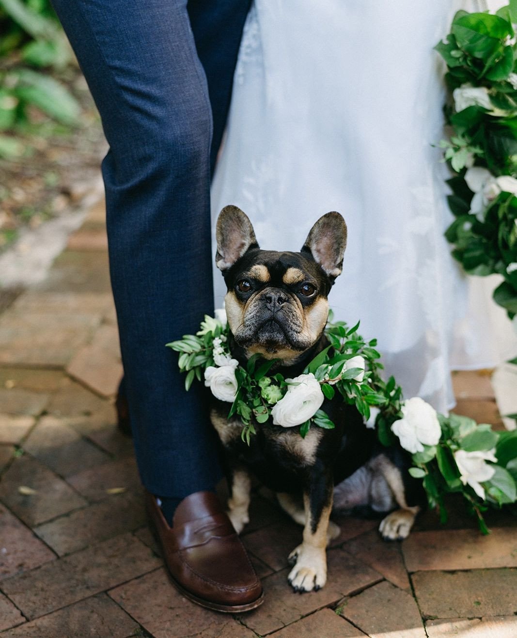 Every wedding party needs a little star power, and this one came with four legs and a floral collar fit for a prince! 🐾✨⁠
⁠
Venue: @thecolumnshotel⁠
Planner: @irisandoakevents⁠
Florist: @doris_ione⁠
Bride's Hair: @hairbybethnola⁠
Photographer: @hann