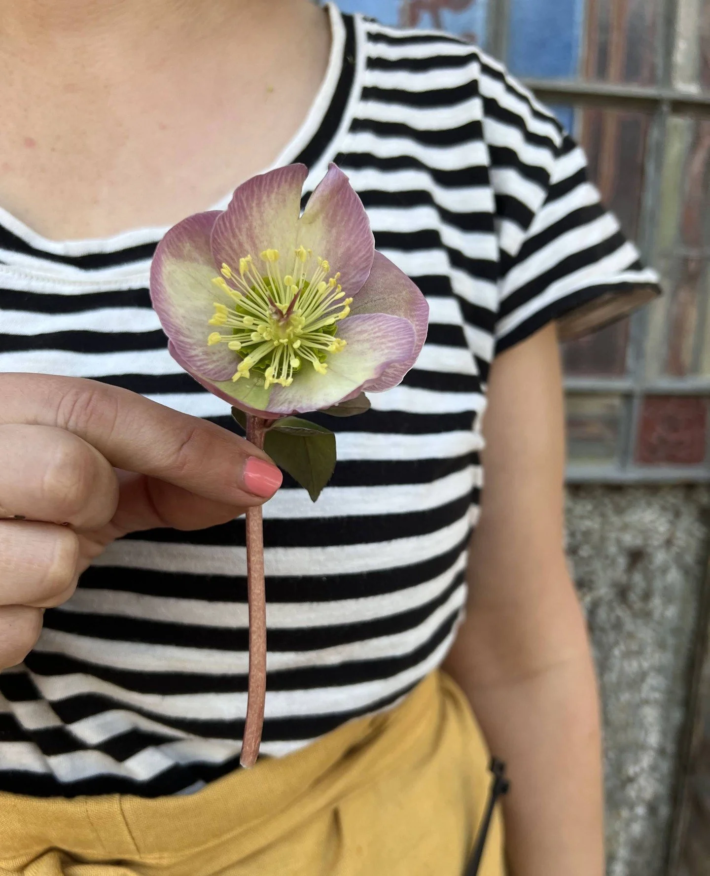 A helleborus hello for your Thursday 👋🌸⁠
⁠
bright blooms, new orleans florist, new orleans events, corporate florals, luxury events, florist workshops