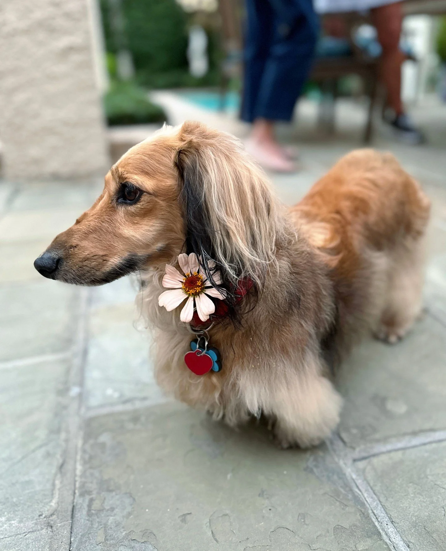 She's got style and she knows it 💅  Zinnia collars are the new trend if you didn't know 😍 cutest thing alive! ⁠
⁠
bright blooms, new orleans florist, new orleans events, corporate florals, luxury events, florist workshops