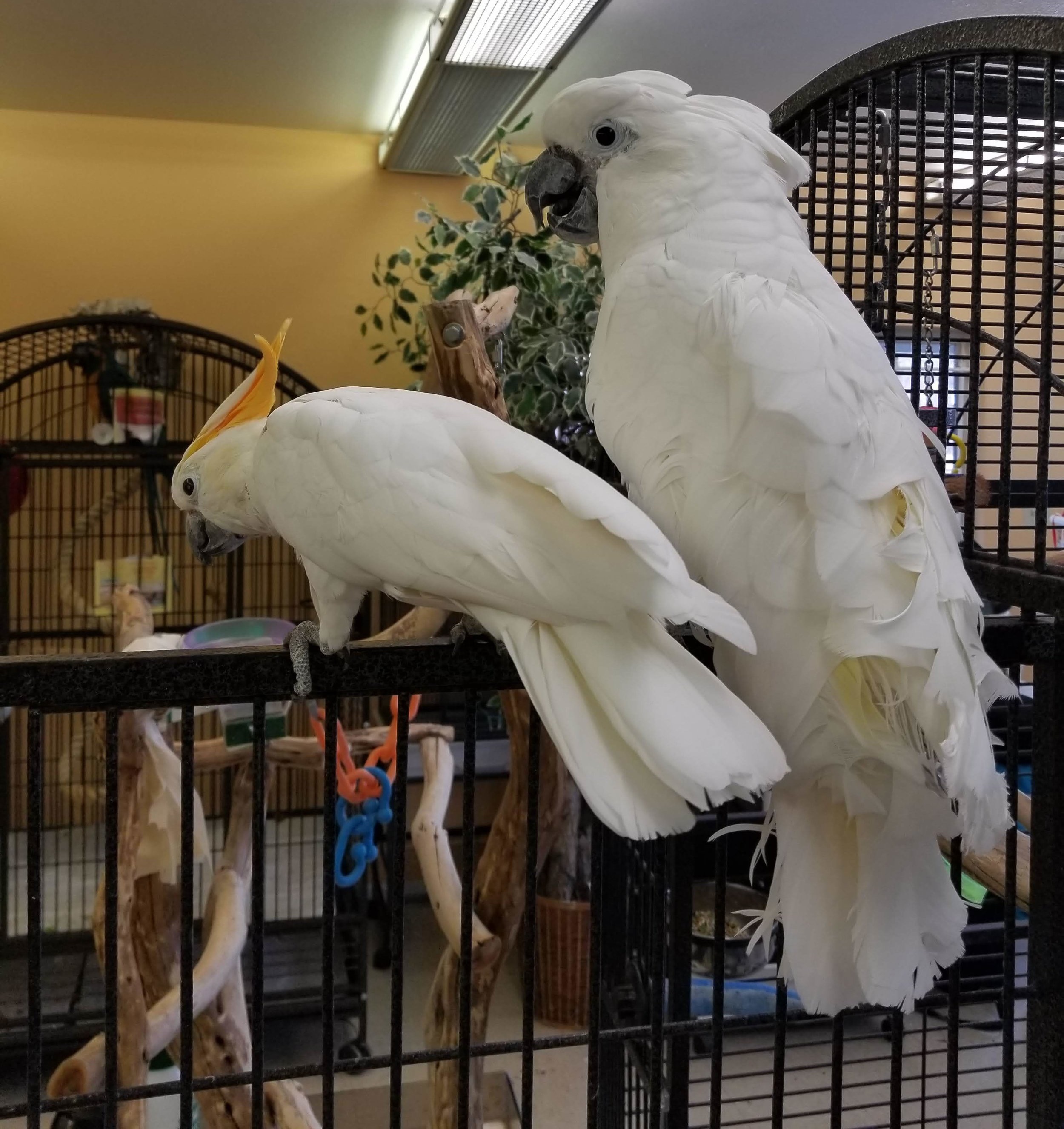 Copy of Metro Denver Parrot Rescue