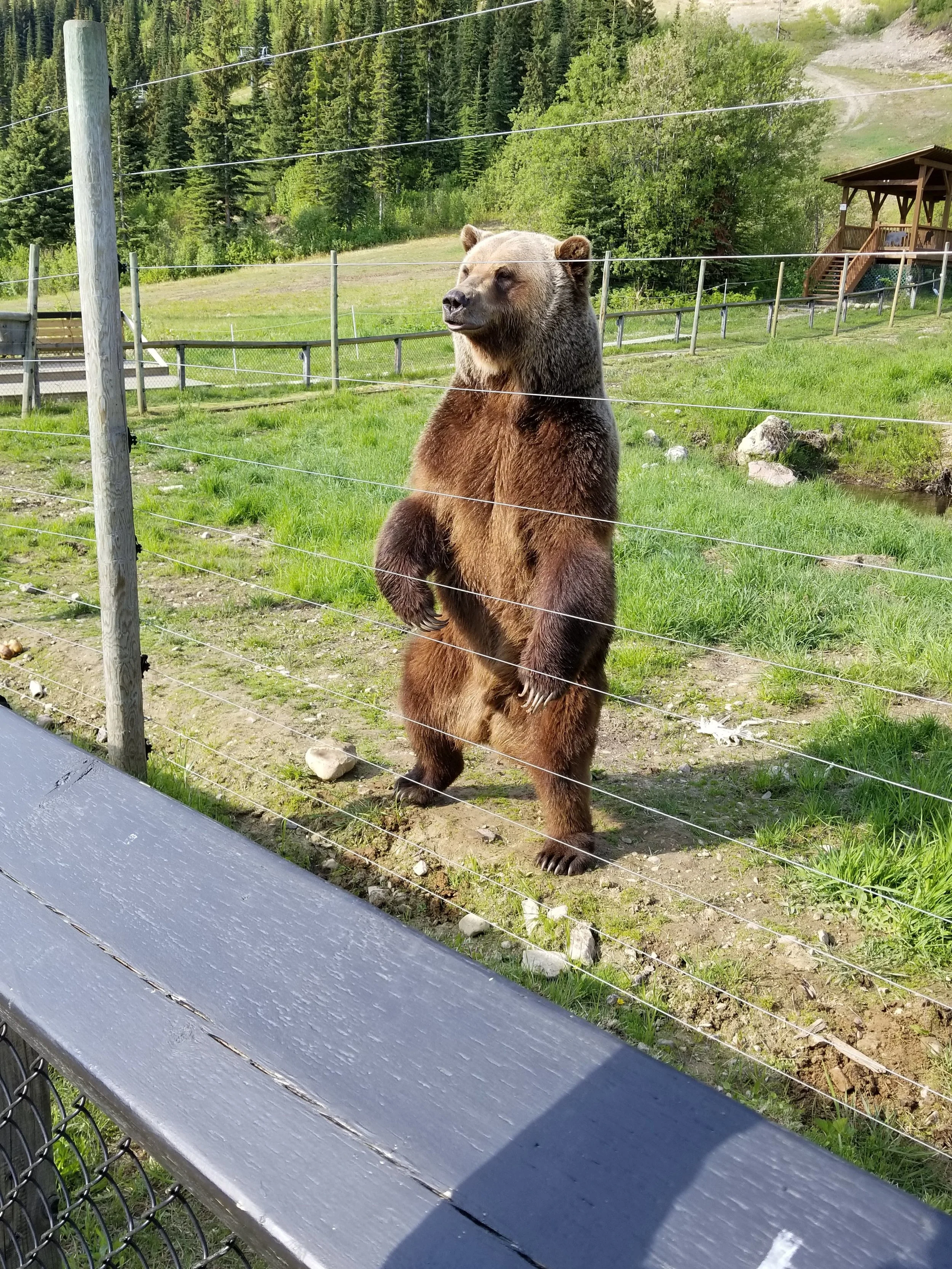 Boo Bear living his best life. Photo by Carrie Dow.
