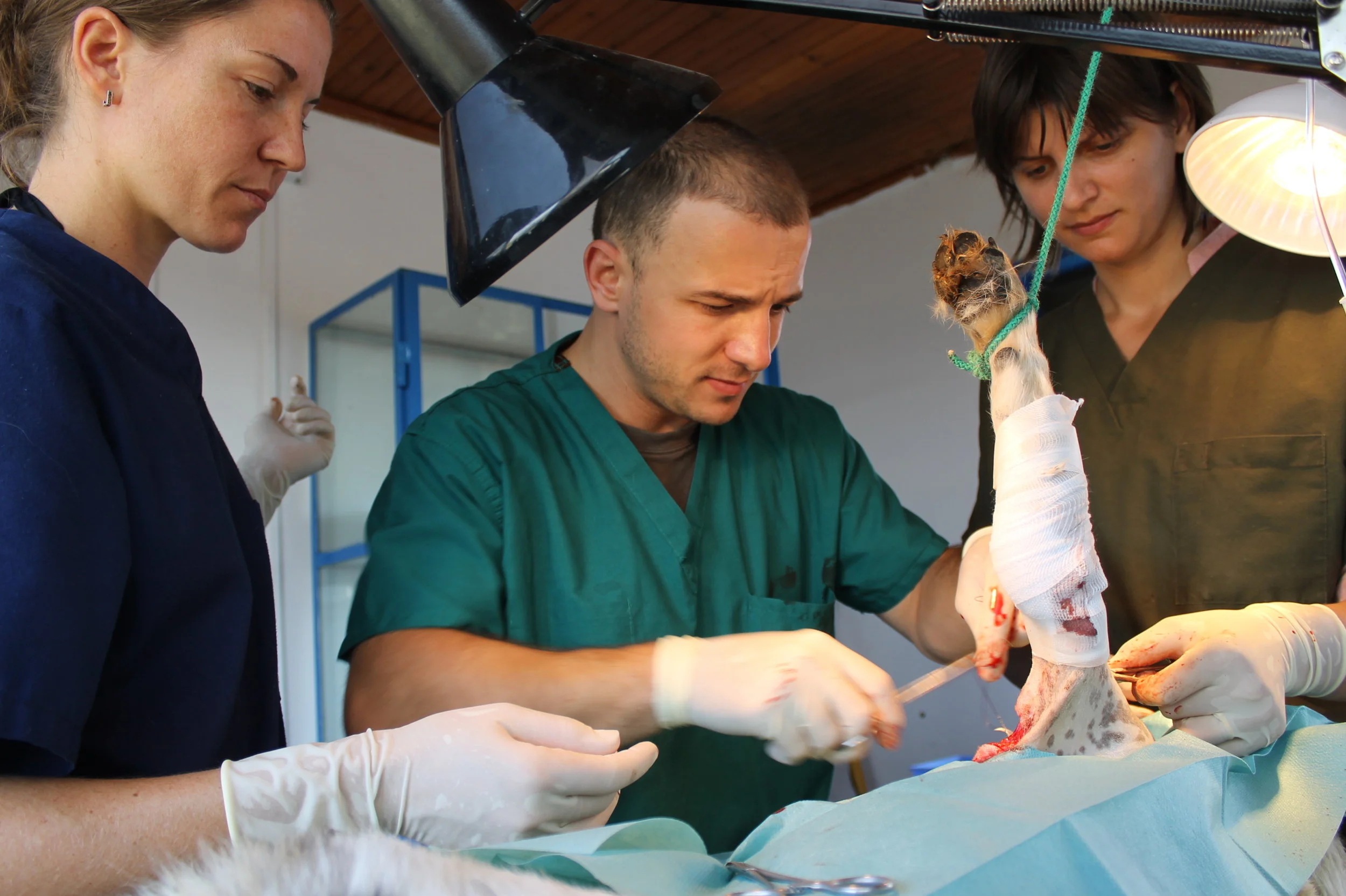 Dr. A (center) and vet techs saving lives. Photo by Diana Topan.