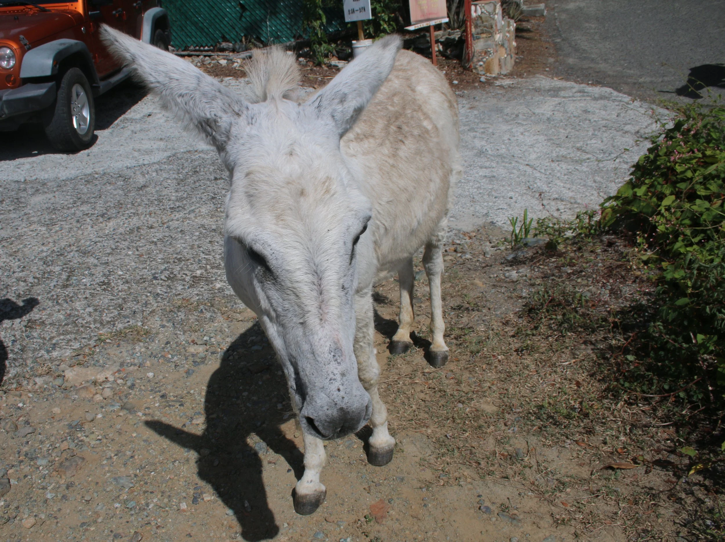 St. John Wildlife Rehabilitation: #donkeylife just got a whole lot better for island equines