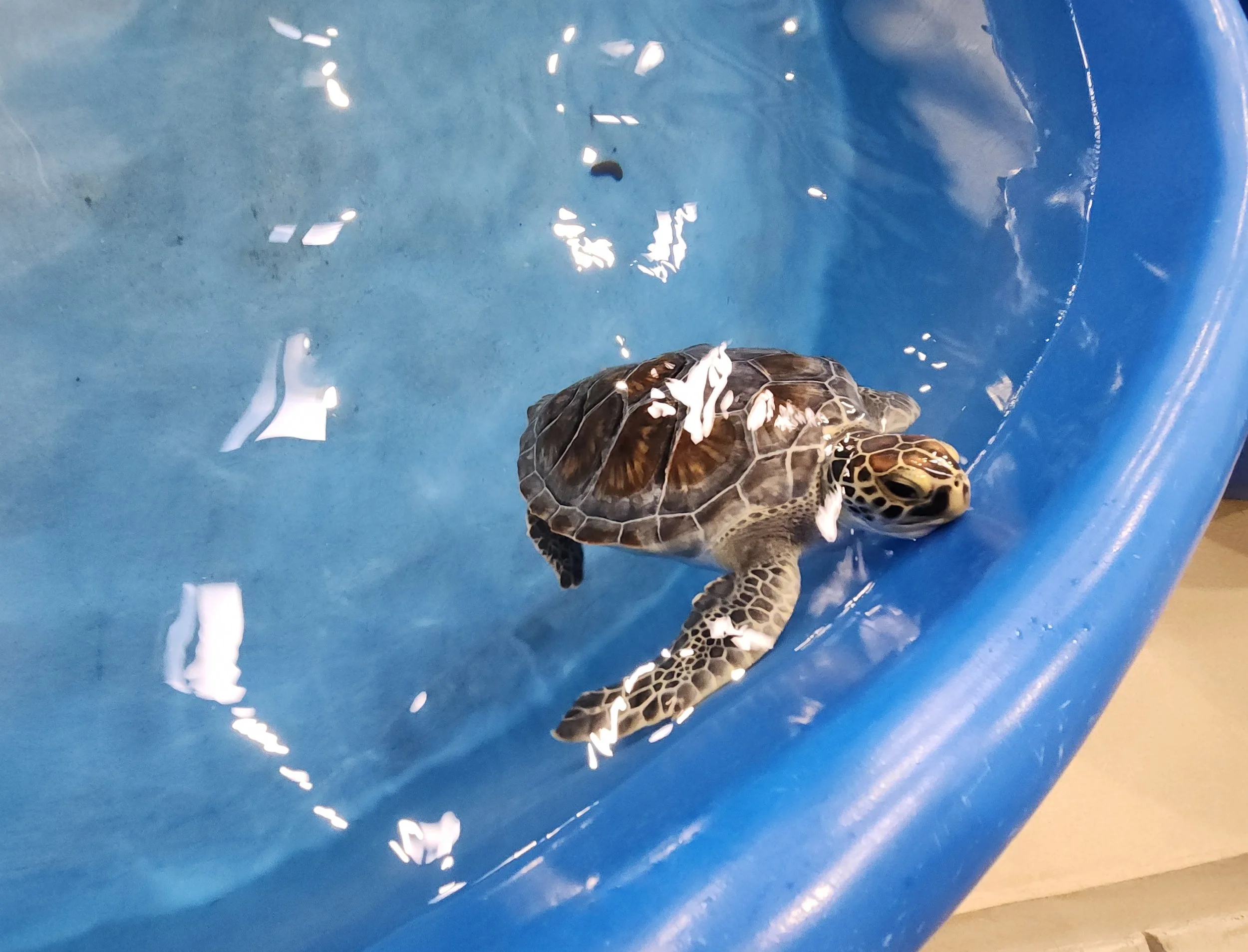 Turtle E.R.: A special hospital for North Carolina's sea turtles