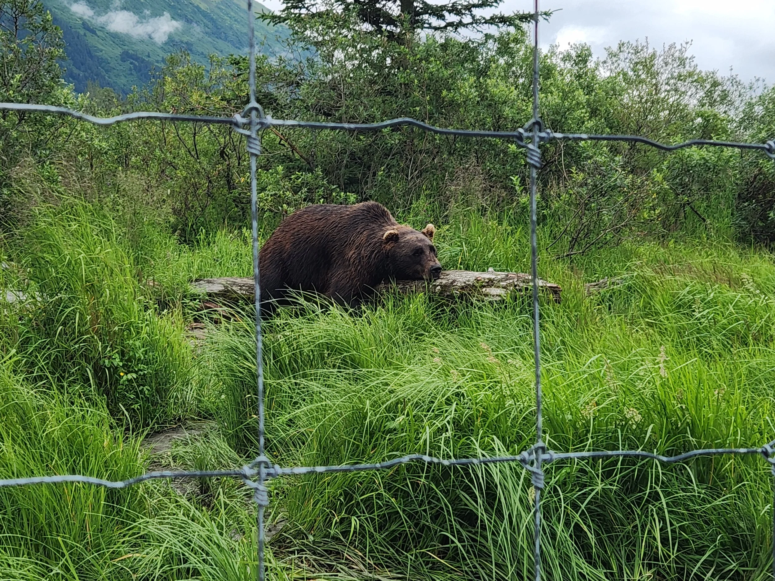 Viewing Alaska's Unique Animals by Land and Sea