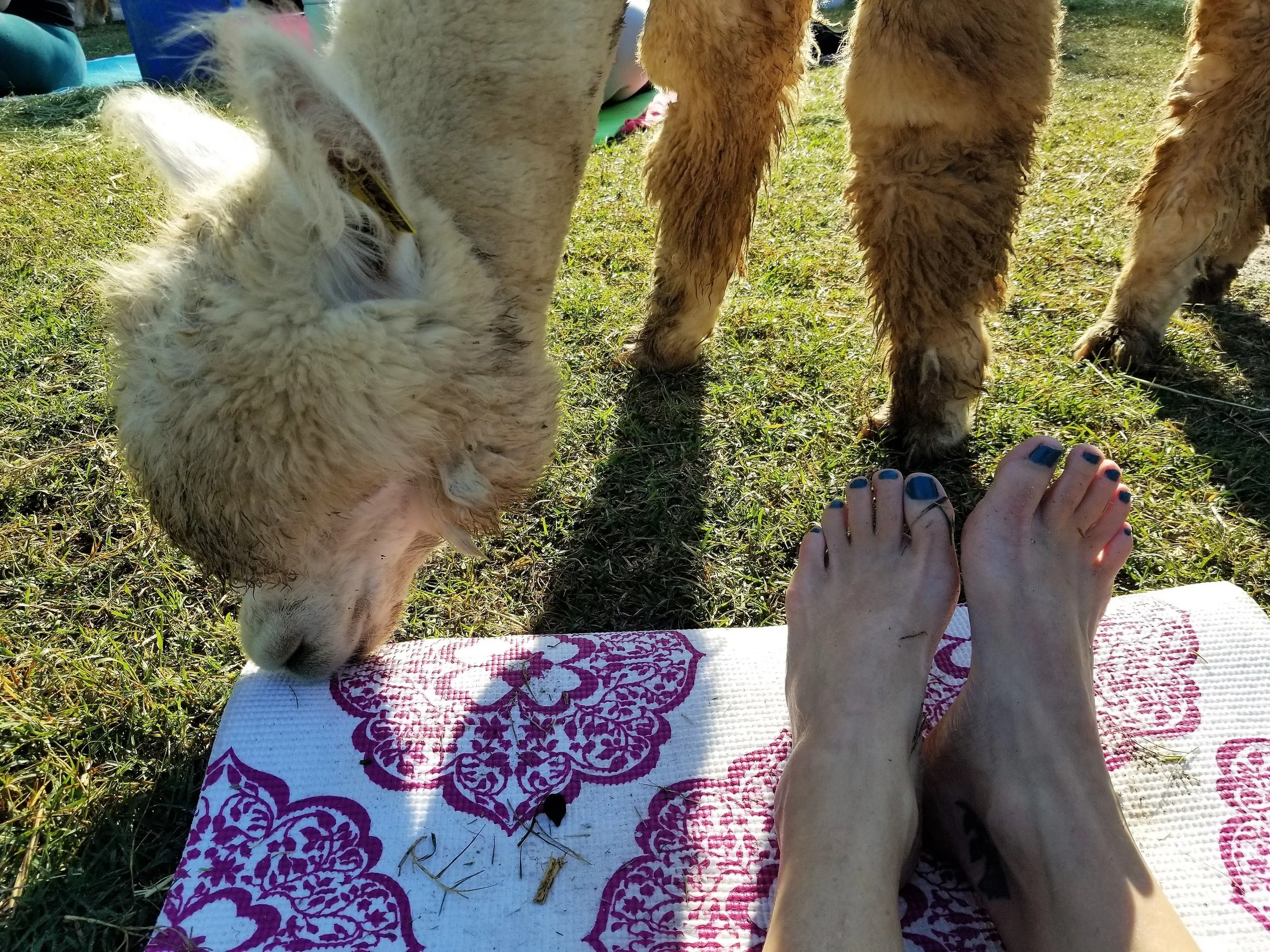 Poses & Alpacas: Good Vibes at North Carolina's Good Karma Ranch — What ...