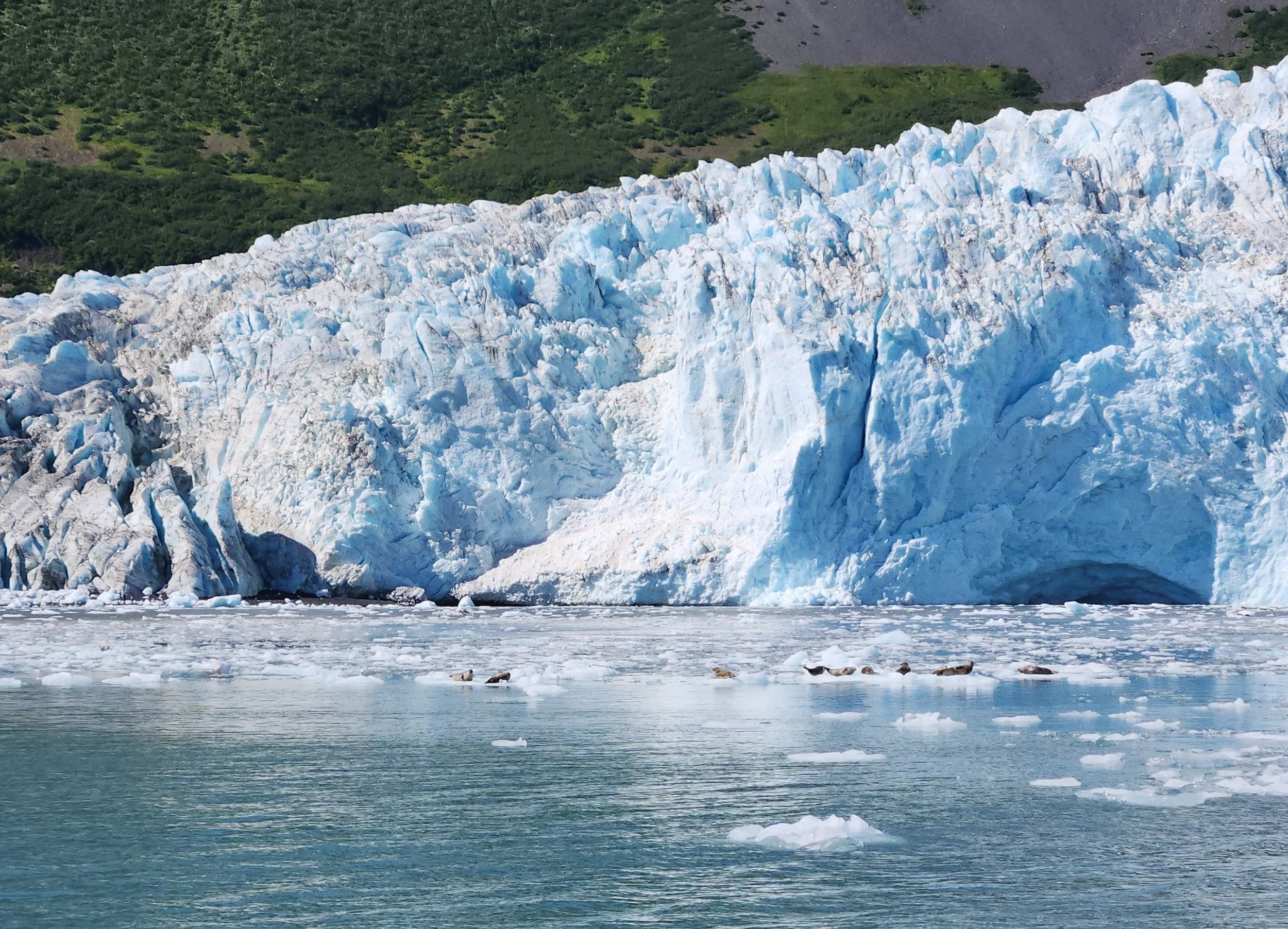 Harbor seals on top of floating icebergs in front of Aialik Glacier in Alaska.