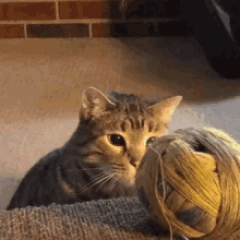 catyarn.gif