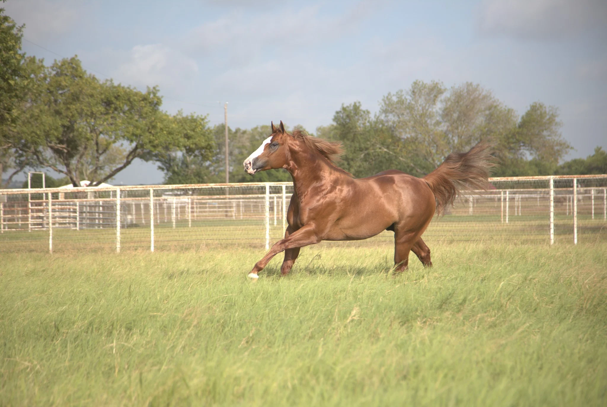 Kiss My Hocks — Namgis Quarter Horses