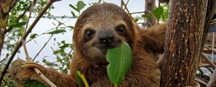 Actual image of me eating greens while watching British crime shows.