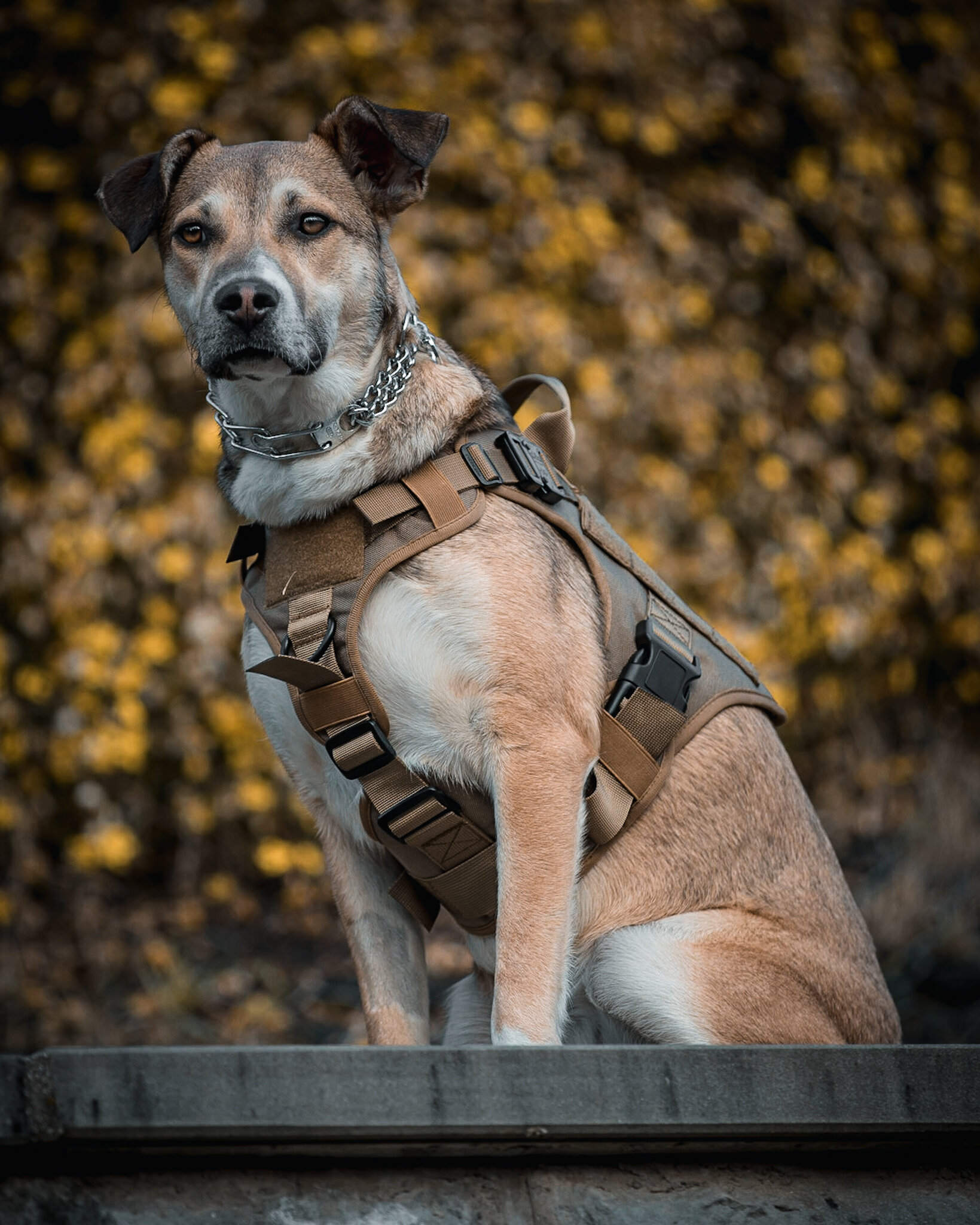dog flak jacket