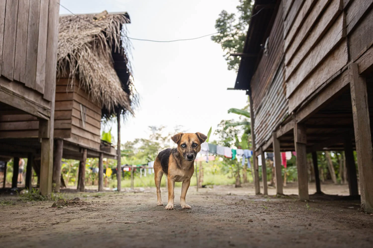 A tan and black dog stands on a dirt path between wooden stilt houses with a thatched roof and laundry hanging behind him in an Amazon village.