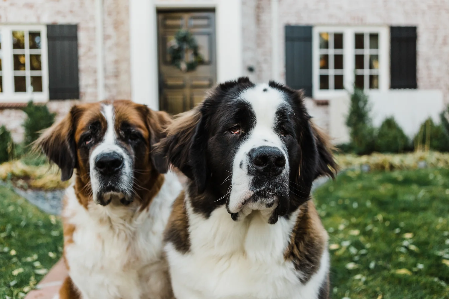 In Home Denver Pet Photography Session_001.jpg