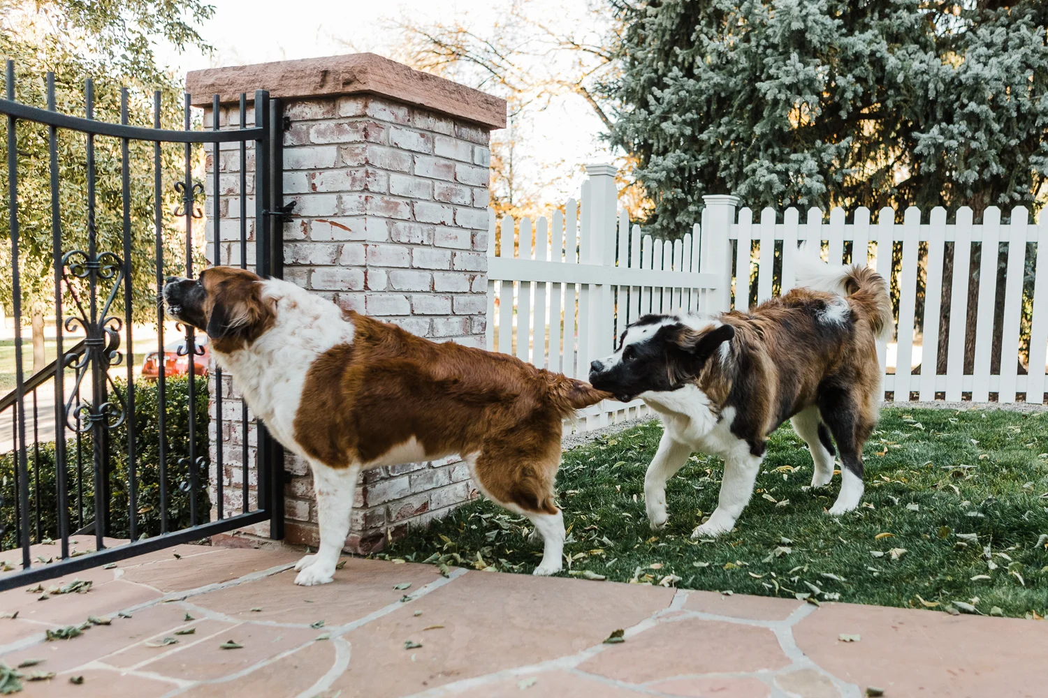 In Home Denver Pet Photography Session_002.jpg