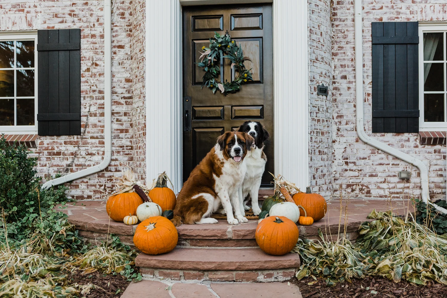 In Home Denver Pet Photography Session_011.jpg
