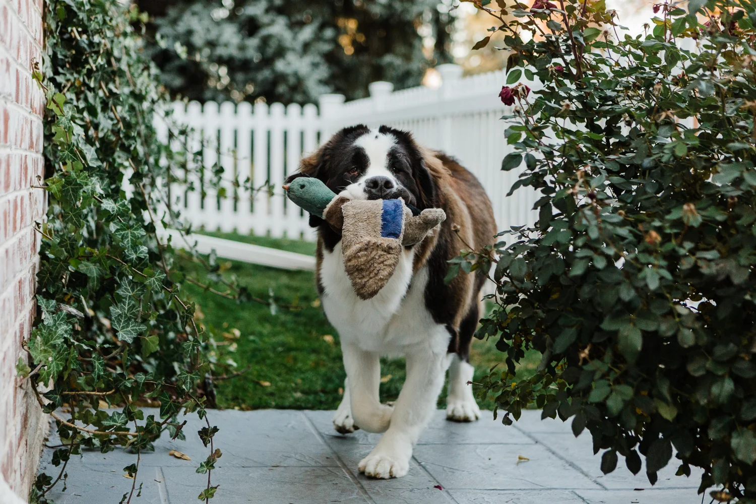 In Home Denver Pet Photography Session_041.jpg