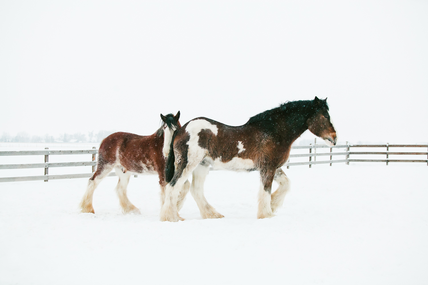 fort_collins_equine_photographers-2.jpg