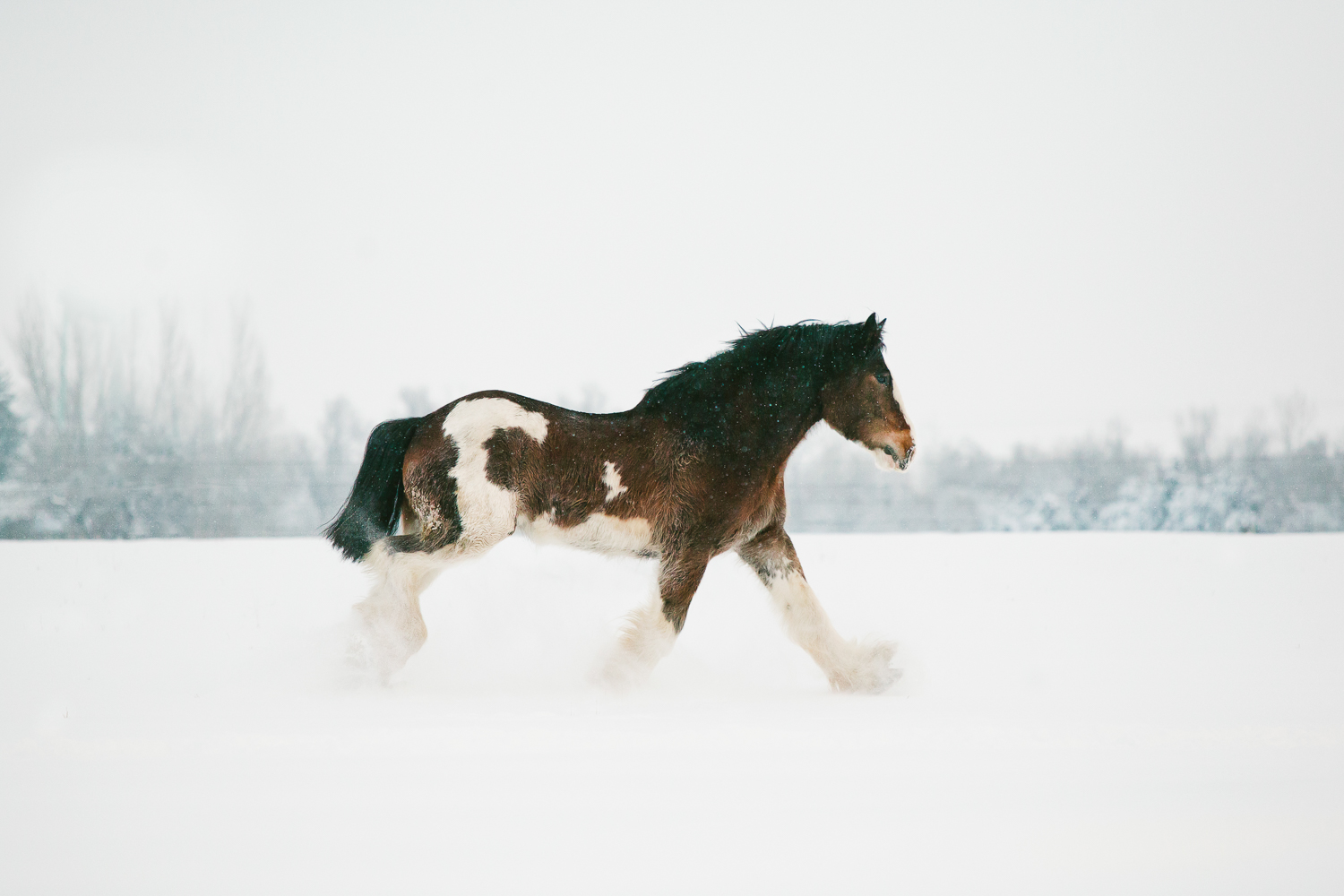 fort_collins_equine_photographers-20.jpg