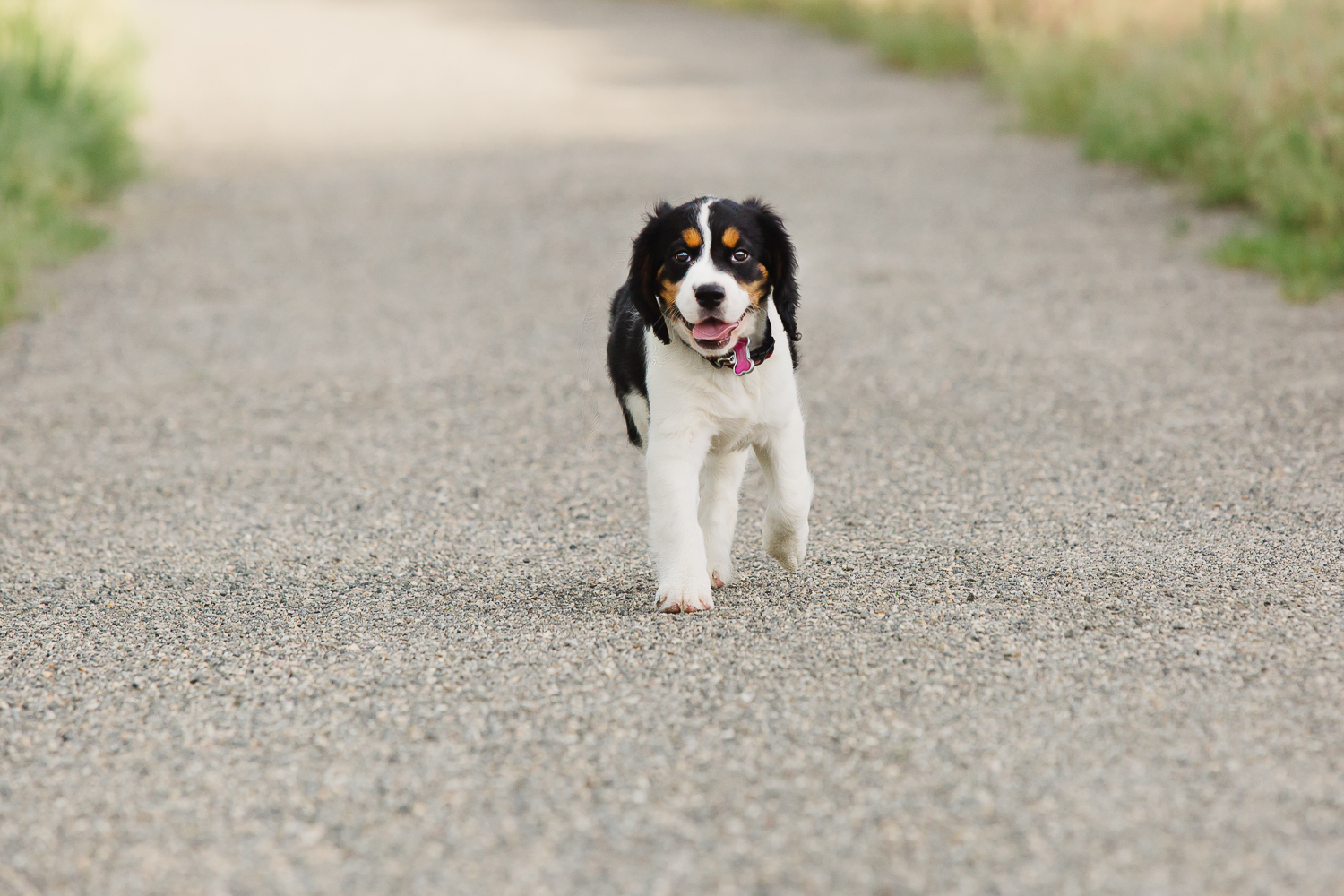 Best Denver pet photographers_011.jpg