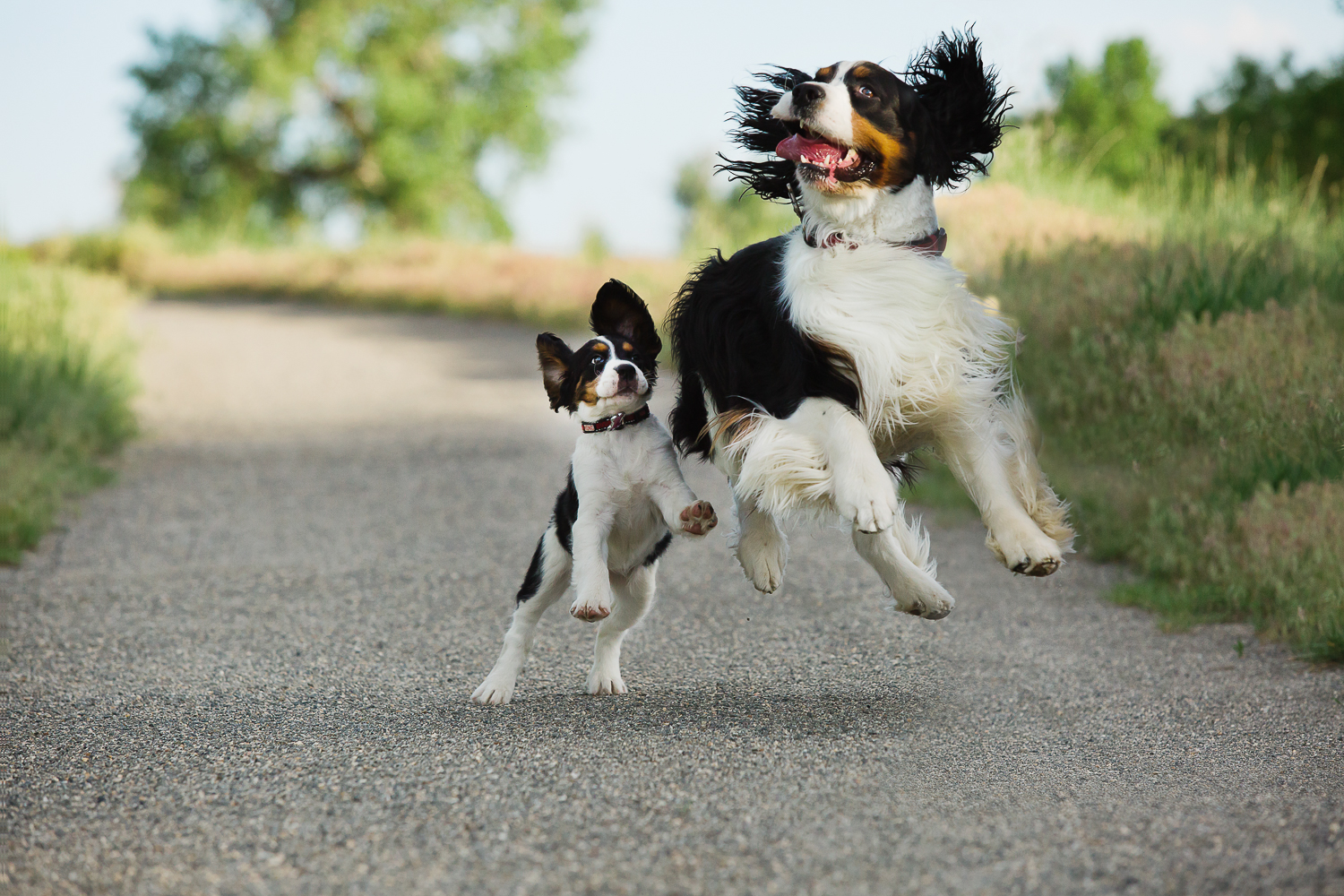 Best Denver pet photographers_007.jpg