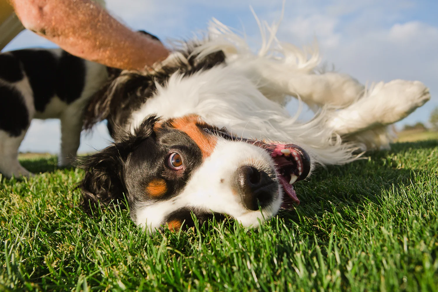 Best Denver pet photographers_017.jpg