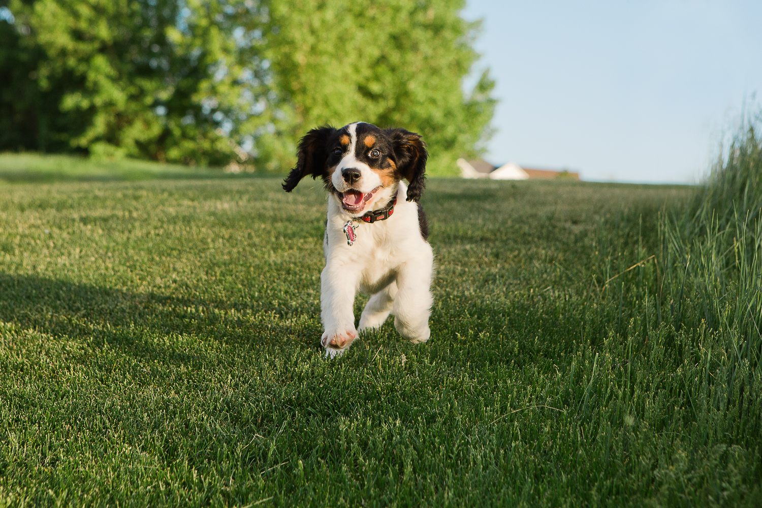 Best Denver pet photographers_022.jpg