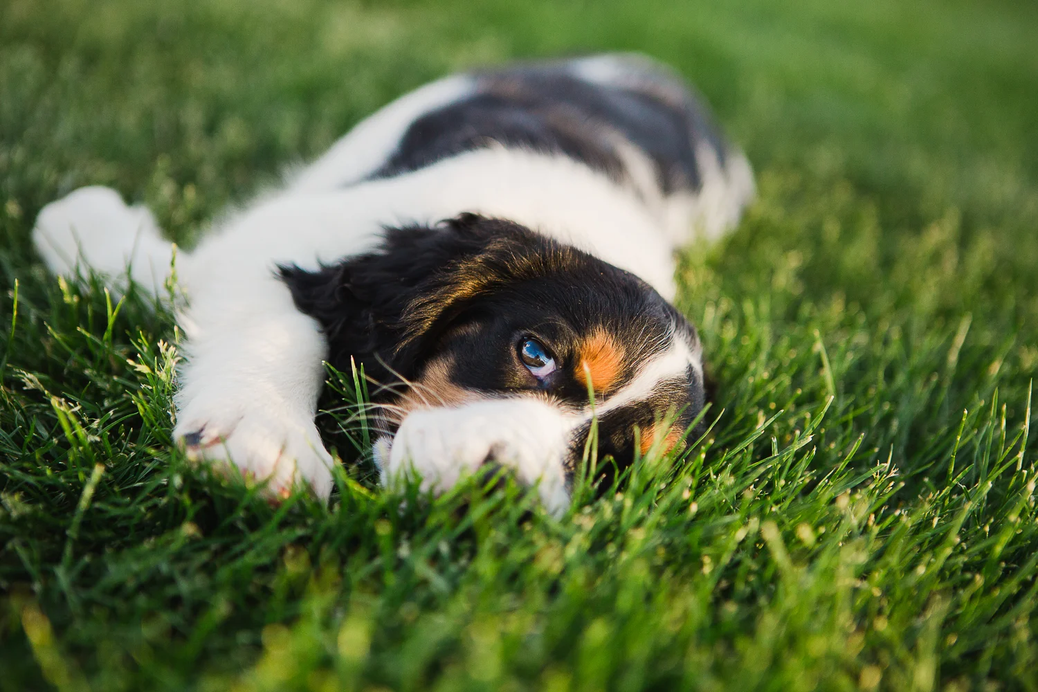 Best Denver pet photographers_031.jpg