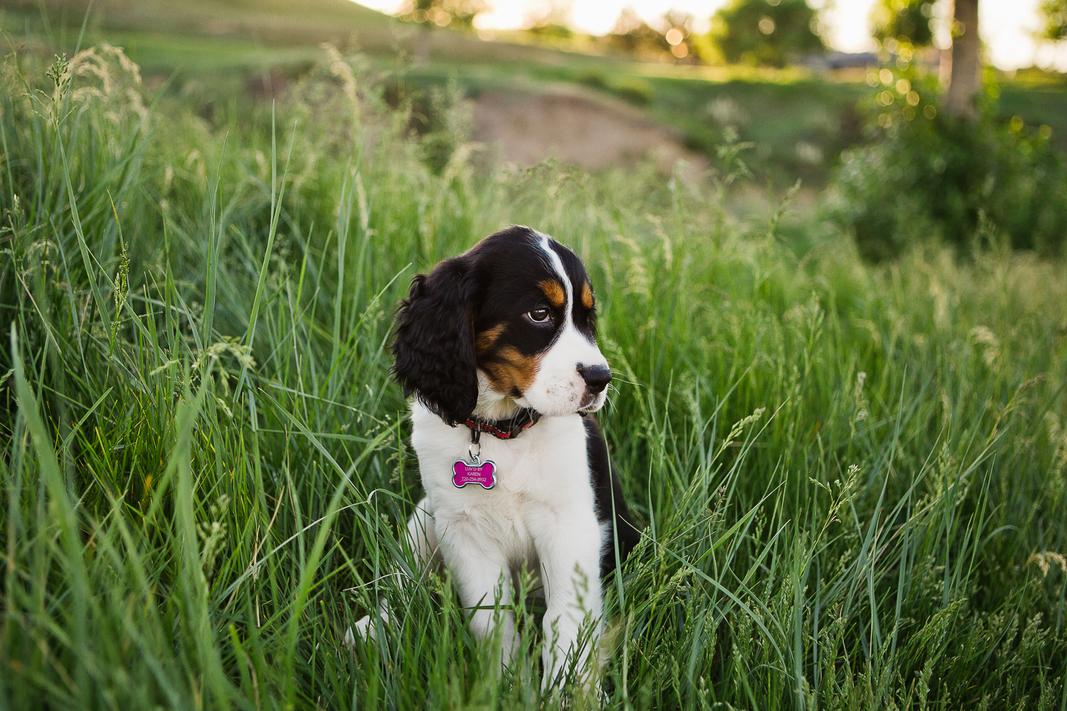 Best Denver pet photographers_037.jpg