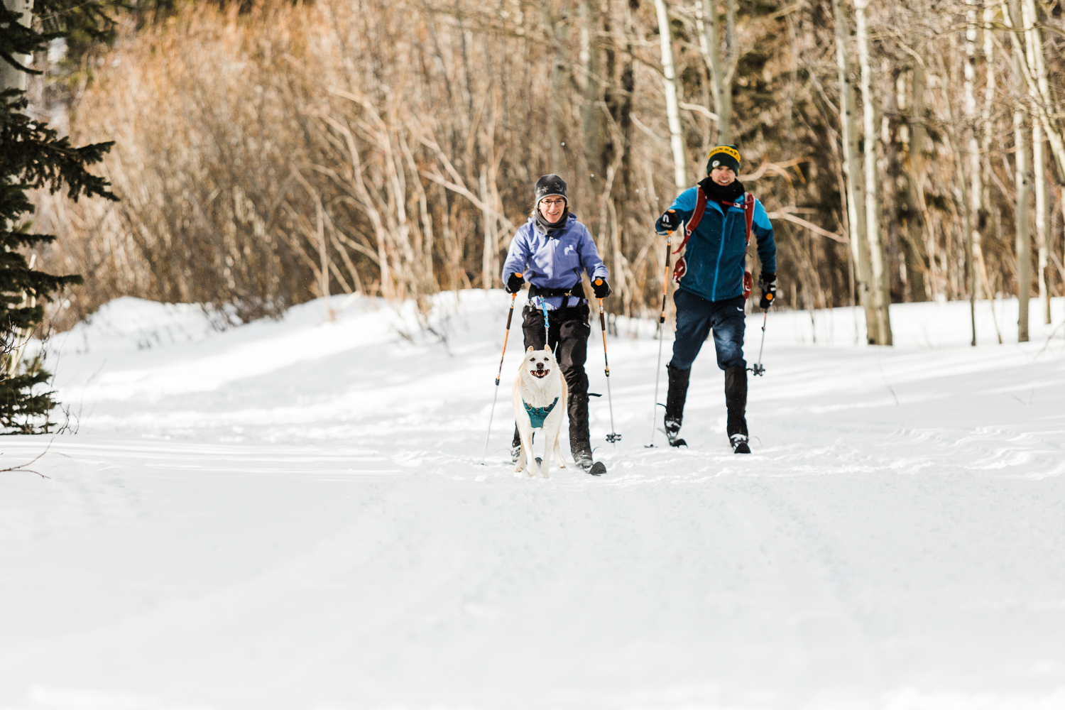 skijouring near denver colorado_029.jpg