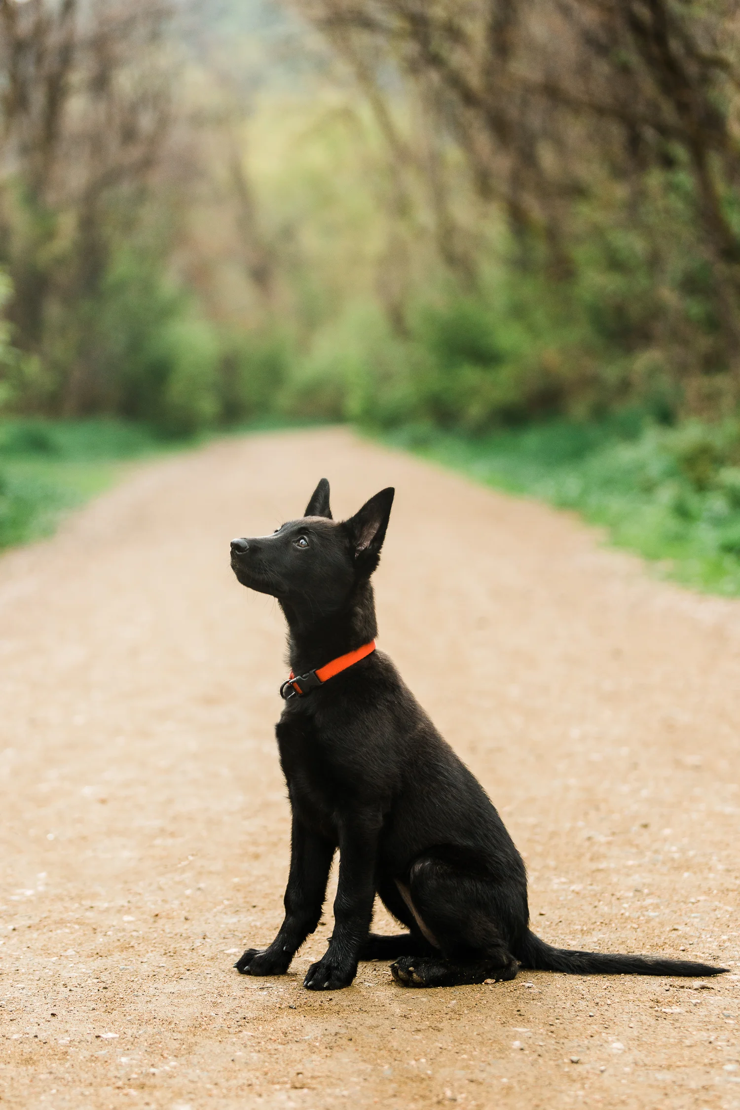 denver pet portraits_005.jpg