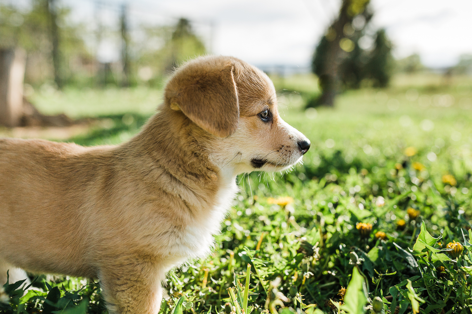 northern colorado pet photographers_001.jpg