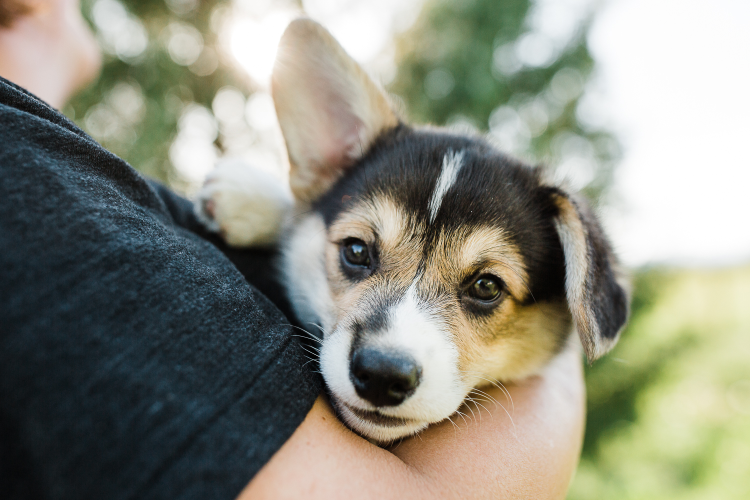 northern colorado pet photographers_009.jpg