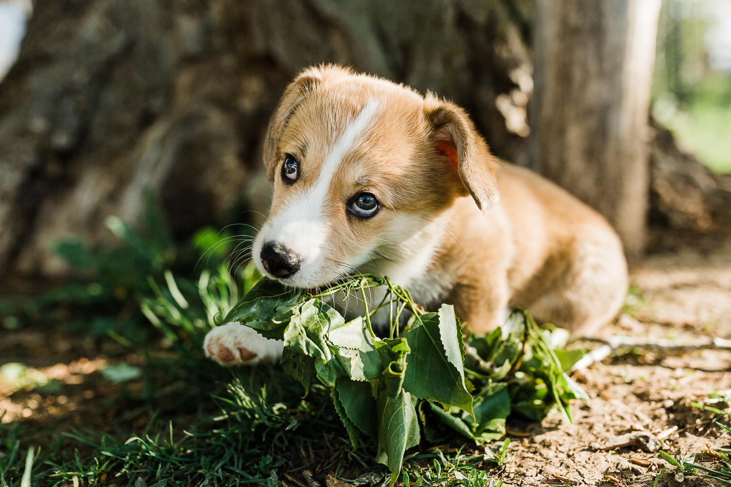 northern colorado pet photographers_007.jpg