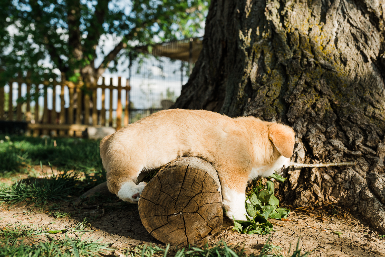 northern colorado pet photographers_017.jpg